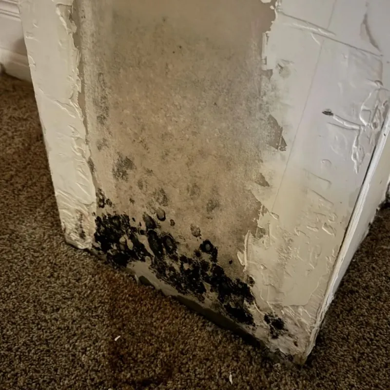 Professional Mold Removal in Ackley, IA